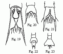 (Figs. 19 to 23. Tails of the Zo&euml;&aelig; of various Crabs. Fig. 19. Pinnotheres. Fig. 20. Sesarma. Fig. 21. Xantho. Fig. 22 and 23 of unknown origin.