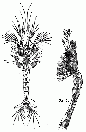 Fig. 30. Older Zo&euml;a of the same Prawn, magnified. Fig. 31. Mysis-form of the same Prawn, magnified.