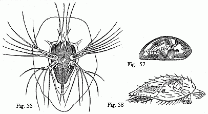 (Fig. 56. Nauplius of Sacculina purpurea, shortly before the second moult, magnified 180 diam. We may recognise in the first pair of feet the future adherent feet, and in the abdomen six pairs of natatory feet with long set&aelig;. Fig. 57. Pupa of a Balanide (Chthamalus ?), magnified. The adherent feet are retracted within the rather opaque anterior part of the shell. Fig. 58. Pupa of Sacculina purpurea, magnified. The filaments on the adherent feet may be the commencements of the future roots.