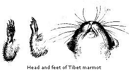 Head and feet of
Tibet marmot