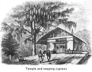 Temple and weeping
cypress