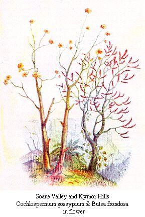 Soane Valley and
Kymore Hills. <i>Cochlospermum gossypium</i> and <i>Butea
frondosa</i> in flower.