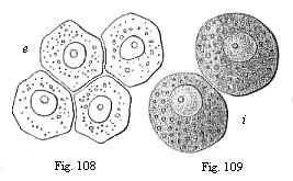 Fig.108. Four entodermic cells from the vesicle
of the rabbit. Fig. 109. Two entodermic cells from the embryonic vesicle of the
rabbit.