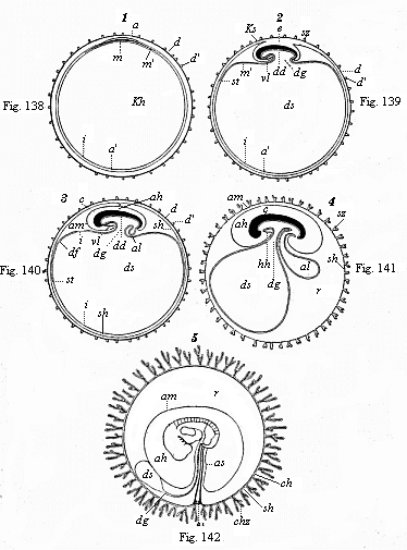 Figs. 138 to 142. Five diagrammatic
longitudinal sections of the maturing mammal embryo and its envelopes.