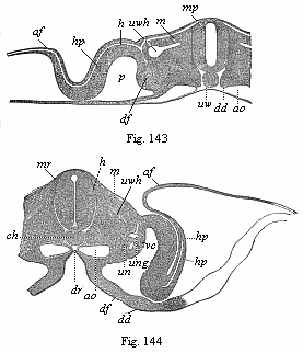Figs. 143 and 144. Transverse sections of embryos
(of chicks).