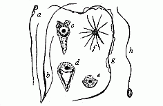 Fig.21 Spermatozoa or
spermidia of various animals.