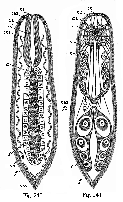Fig.240. A simple
turbellarian (Rhabdocoelum). Fig. 241. The same, showing the other organs.