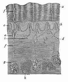 Fig.244. The human skin
in vertical section.