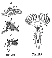 Fig.298. Brain of three craniote embryos in vertical
section. Fig. 299. Brain of a shark (Scyllium), back view.