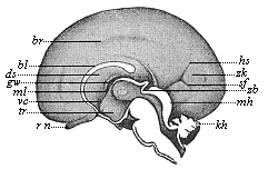 Fig.303. Brain of a human embryo, twenty-four
weeks old, halved in the median plane: right hemisphere seen from inside.