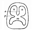 Fig.312. Diagrammatic
section of the mouth-nose cavity.