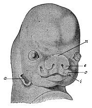 Fig.315. Face of a human
embryo, seven weeks old.