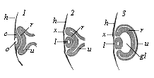 Fig.318. Eye of the
chick embryo in longitudinal section (1. from an embryo sixty-five hours old;
2. from a somewhat older embryo; 3. from an embryo four days old).