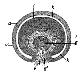 Fig.319. Horizontal
transverse section of the eye of a human embryo, four weeks old.