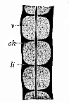 Fig.329. Three dorsal vertebræ, from a human
embryo, eight weeks old, in lateral longitudinal section.