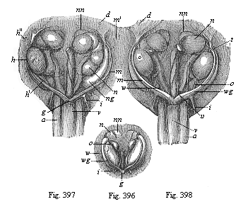 Figs. 396-398. Urinary
and sexual organs of ox-embryos.