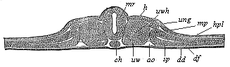 Fig.93. Transverse section of the
vertebrate-embryo of a bird (from a hen’s egg on the second day of
incubation).