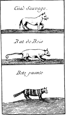 TOP: Wild Cat&mdash;MIDDLE: Opossum>&mdash;BOTTOM: Skunk